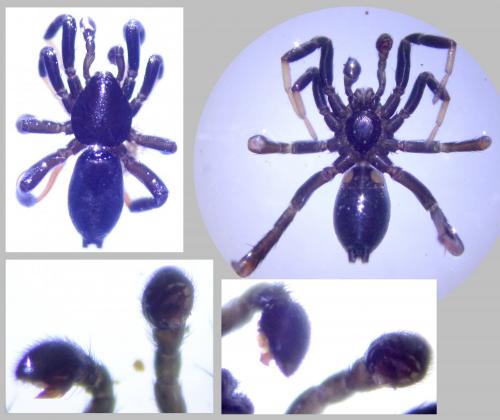 Drassyllus pusillus
